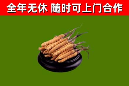 宿松烟酒回收冬虫夏草.jpg
